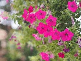 våg mörkrosa kaskad solanaceae, petunia hybrid vilm, stora kronblad enkellager grandiflora singlar blomma i en plastkruka som blommar i trädgården på suddig naturbakgrund hängande träd foto