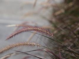 gramineae pennisetum polystachyon brunt blomgräs axillär och grenad blomställning ansatt stjälk. som består av ett stort antal lila sub-blommor utseende är inte särskilt fluffig natur bakgrund foto