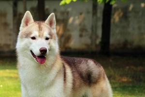 siberian husky porträtt. fluffigt hundansikte. foto