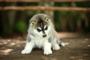 siberian husky valp grå och vita färger sitter på träbord i parken. fluffig valp släppt lös. foto