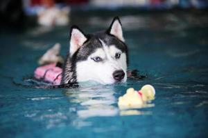 siberian husky leker flytande leksak och simmar i poolen. hund simning. hund leker med leksak. foto