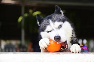 Siberian husky bitande leksak i poolen. hund simning. hund leker med leksak. foto