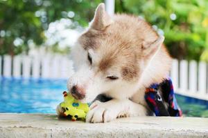 Siberian husky bitande leksak i poolen. hund simning. hund leker med leksak. foto