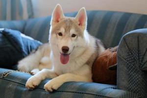 Siberian husky valp liggande på soffan i vardagsrummet. hund ler på soffan. foto