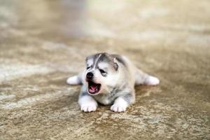 siberian husky valp liggande på golvet. fluffig valp som gäspar. foto