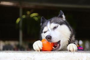 Siberian husky bitande leksak i poolen. hund simning. hund leker med leksak. foto