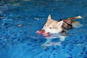 siberian husky håller leksak i munnen och simmar i poolen. hund simning. hund leker med leksak. foto