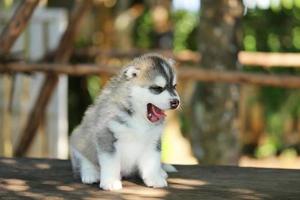 siberian husky valp grå och vita färger sitter och gäspar på träbord i parken. sömnig fluffig valp. foto