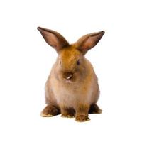 brun söt kanin på vit bakgrund foto