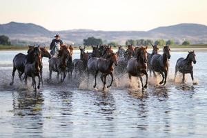 yilki hästar som springer i vatten, kayseri, kalkon foto