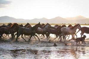 yilki hästar som springer i vatten, kayseri, kalkon foto