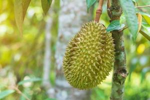 färsk durian hängande på träd i trädgårdsbakgrund, kung av frukt thailand. berömd sydostmat och asiatisk exotisk tropisk fruktkoncept foto