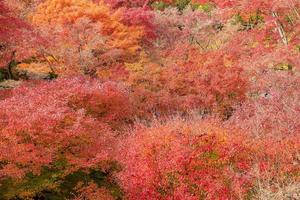 färgglada löv i trädgården vid tofukuji-templet, landmärke och känt för turistattraktioner i Kyoto, Japan. höstens lövverk säsong, semester och resor koncept foto