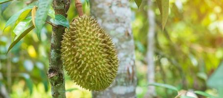 färsk durian hängande på träd i trädgårdsbakgrund, kung av frukt thailand. berömd sydostmat och asiatisk exotisk tropisk fruktkoncept foto