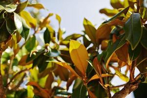 närbild foto av livfulla gröna tropiska blad av ficus växt.