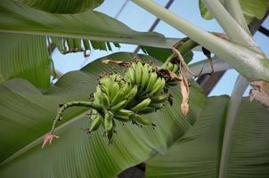 gröna bananer på en palm högt upp i växthuset i en tropisk trädgård foto