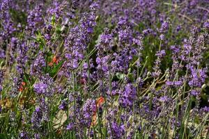 de djuplila fälten av provensalsk lavendel i sale langhe, i den piemontesiska langhe foto