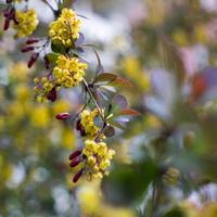 mjukt fokus av vackra vårblommor berberis thunbergii atropurpurea blossom. makro av små gula blommor av berberis på bakgrund av elegant bokeh lila bladverk. natur koncept för design. foto