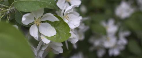 äppelträd blommor. den fröbärande delen av en växt, som består av reproduktionsorgan som vanligtvis är omgivna av en färgglad kronblad från kronblad foto