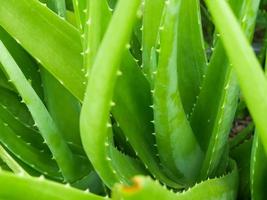 aloe vera är en ätbar medicinalväxt som kan användas för att behandla brännskador. foto