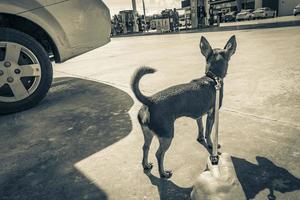 puerto aventuras quintana roo mexico 2022 hund i koppel som väntar på bensinstationen Gulf Mexico. foto