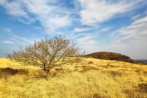 ensamt träd vid col tredudon i Monts d'arree i Bretagne foto