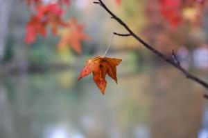 löv på trädgren under hösten foto