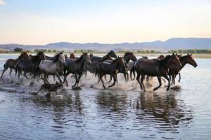 yilki hästar som springer i vatten, kayseri, kalkon foto