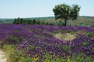 vackert landskap med lavendel i blom. solig dag foto