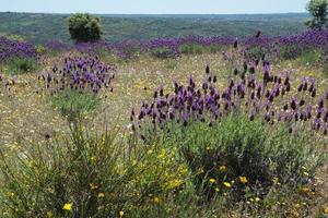 närbild av en buske av vild lavendel i blom. fält nära fermoselle, spanien foto
