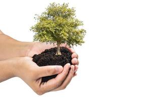 händer som håller en grön ung växt, litet träd isolera bakgrund foto