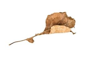 torra löv på isolerade bakgrund urklippsbana foto