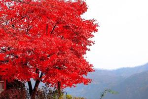 röd lönnlöv träd under höstsäsongen på ön nami, Sydkorea foto