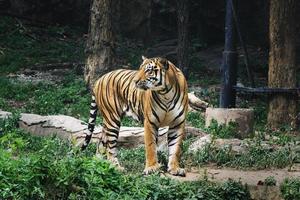 porträtt bengal tiger stående tittar på gräs foto