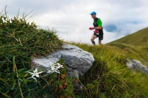 blommor edelweiss på vägen för att passera en extrem cosra tävling i bergen foto