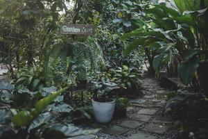 växt och blomma i trädgårdszon på kaffekafé, utomhusdekoration med botanisk växt och liten träddesign för sommaren om naturavkoppling foto