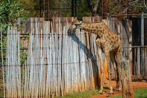 bakifrån av två giraffer som står på grönt gräs mot staket och tittar på zebra på andra sidan av staketet foto