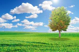 vackra träd på ängen. enda träd bland gröna fält, i bakgrunden blå himmel och vita moln. grönt träd och gräsfält med vita moln foto
