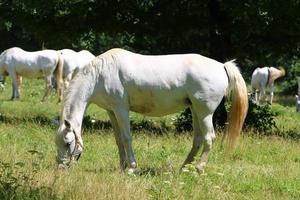 lipizzan vita hästar är sloveniens stolthet och passion. foto