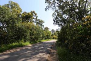 Mimosa blommar längs en väg i norra Israel foto