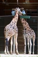 en långhalsad och lång giraff bor i en djurpark foto