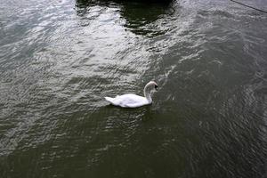 fullflödande Donau i den österrikiska huvudstaden Wien foto