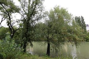 fullflödande Donau i den österrikiska huvudstaden Wien foto