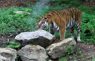 stora amur tiger bor i djurparken foto