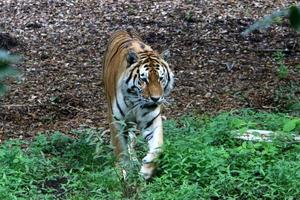 stora amur tiger bor i djurparken foto