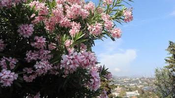 vackra ljust rosa blommor på bakgrunden av den sydfranska byn foto