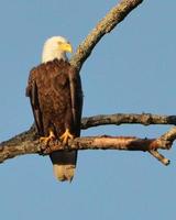 amerikansk bald eagle i morgonsolen foto