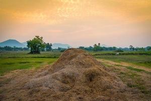 ris halm på landsbygden landskap fält med träd och äng grön vid solnedgången gård jordbruk foto