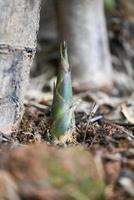 bambuskott på marken i bambuskogen, färska råa bambuskott på naturbakgrund foto