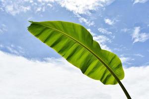 bananblad bakgrund grön tropisk växt natur med färska bananblad foto